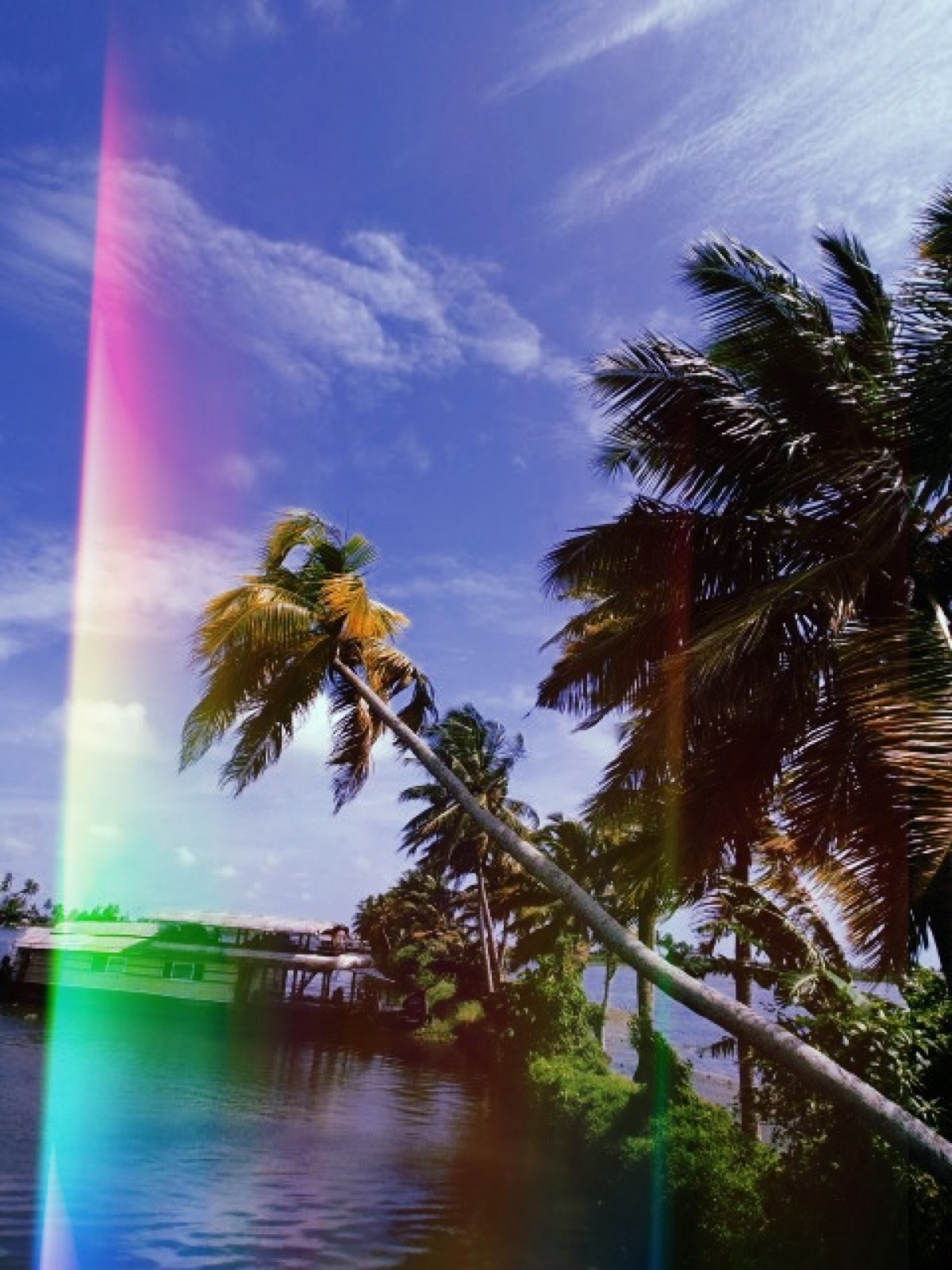 Palms and a rainbow light leak over water