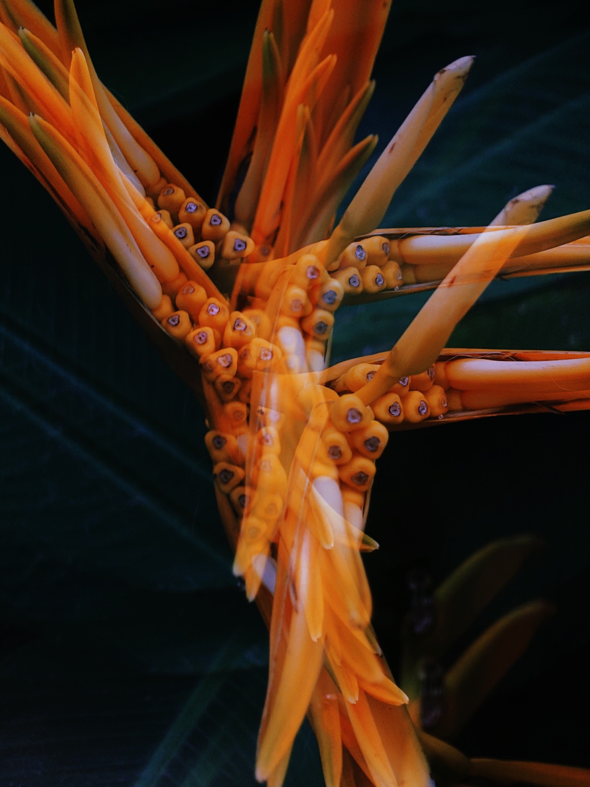 Orange plant on teal