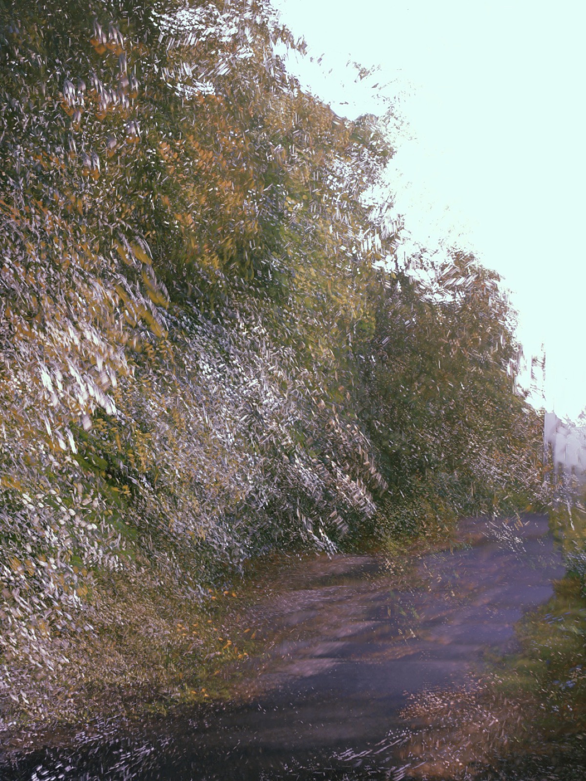 A path smeared into brushstrokes by a slow shutter